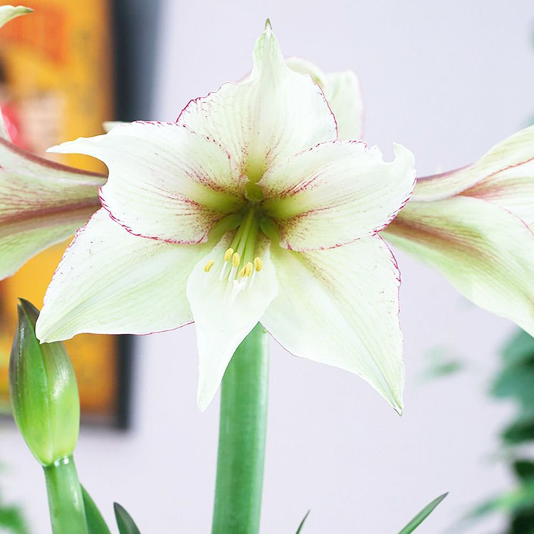 Amarylis Hippeastrum Magic Green Szt Cena I Opinie Sklep