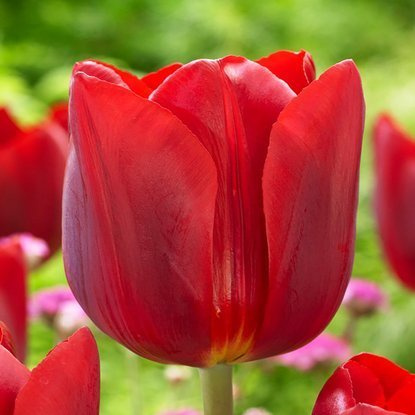 Tulipan triumph Renegade 5 szt.