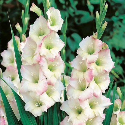 Mieczyk Gladiolus Cream Perfection 5 szt