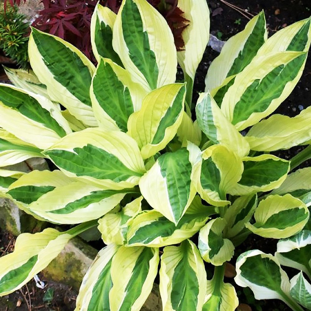 bikini polka dot Hosta yellow