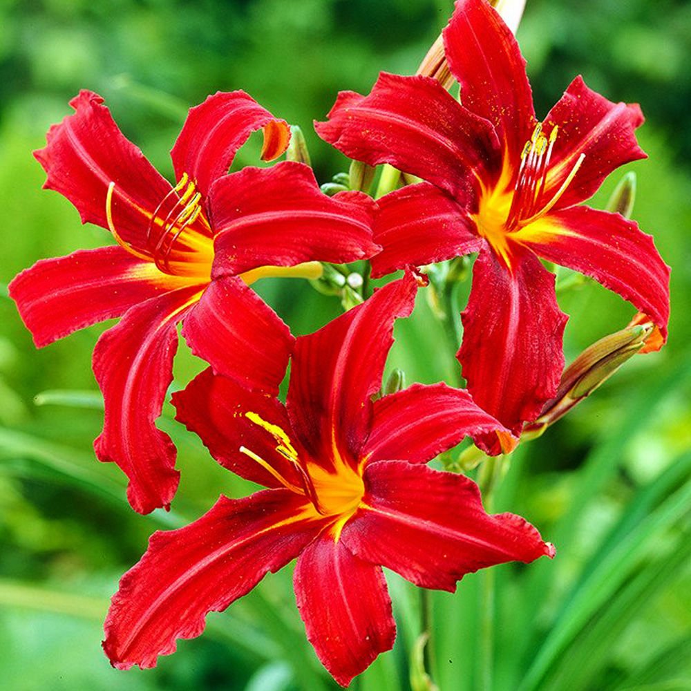 Hemerocallis (Liliowiec) Crimson Pirate 1 szt. | CEBULE I KŁĄCZA