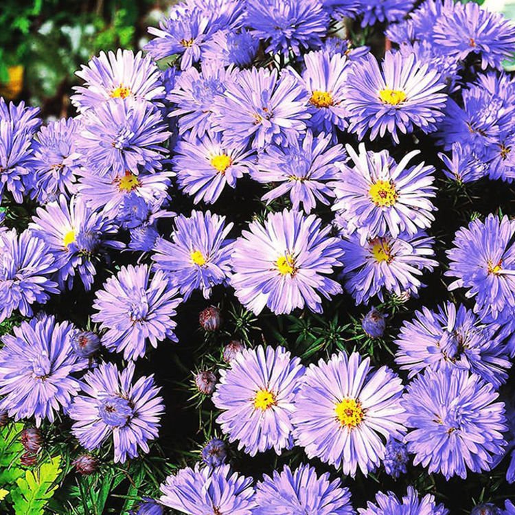Aster Lady in Blue 1 szt