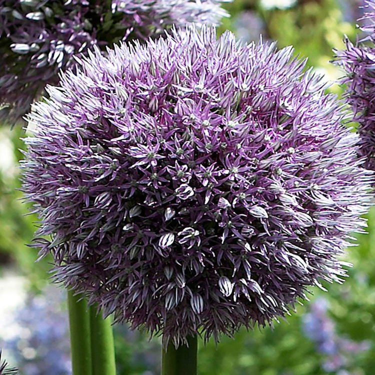 Czosnek (Allium) Round and Purple 1 szt. XXL