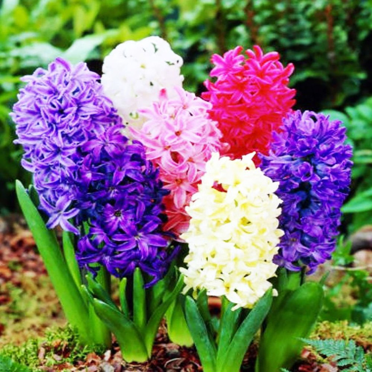 Hiacynt (Hyacinthus) Mix 5 szt.