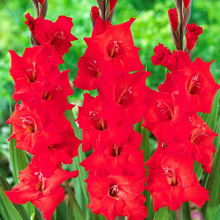 Mieczyk Gladiolus Tani Czerwony 5 szt