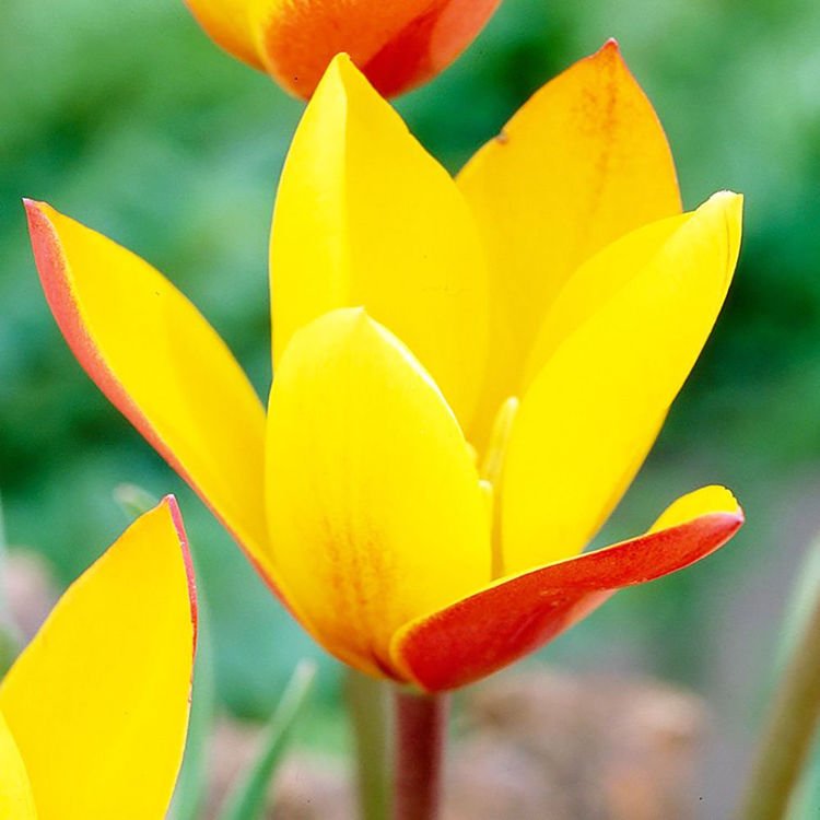 Tulipan botaniczny clusiana var. chrysantha 5 szt.