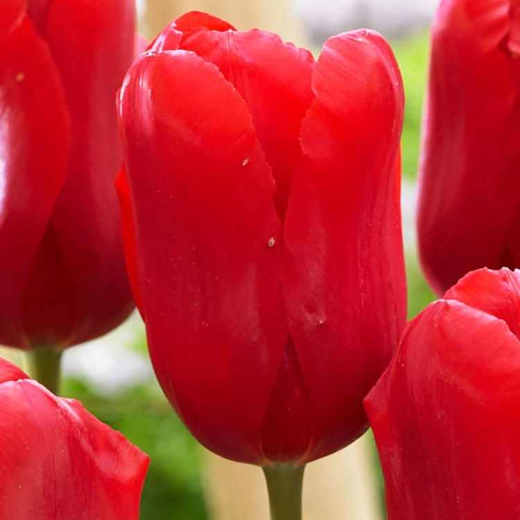Tulipan fosteriana Red Proud 5 szt.