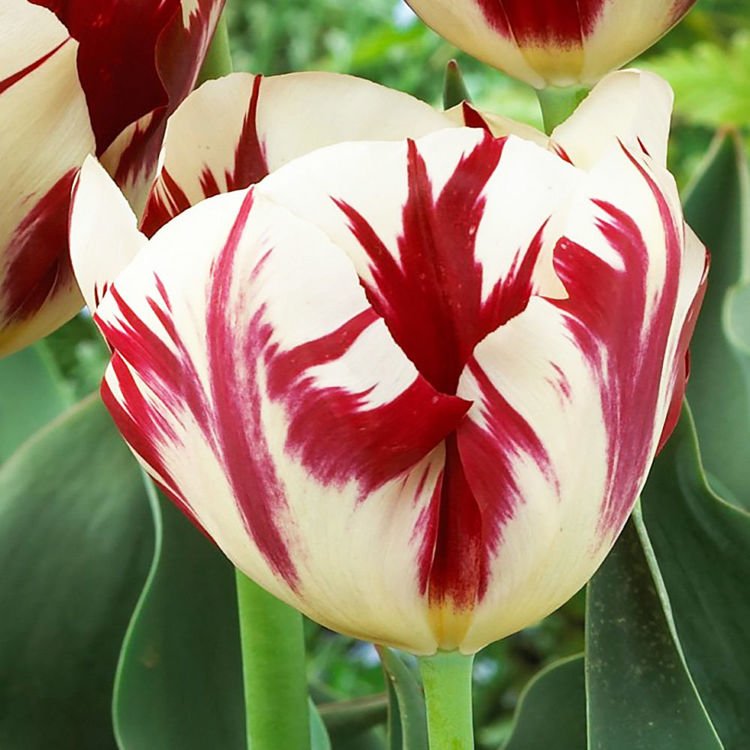 Tulipan triumph Grand Perfection 5 szt.