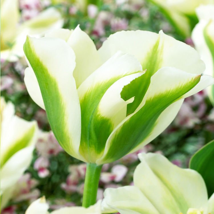 Tulipan virindiflora Spring Green 5 szt.