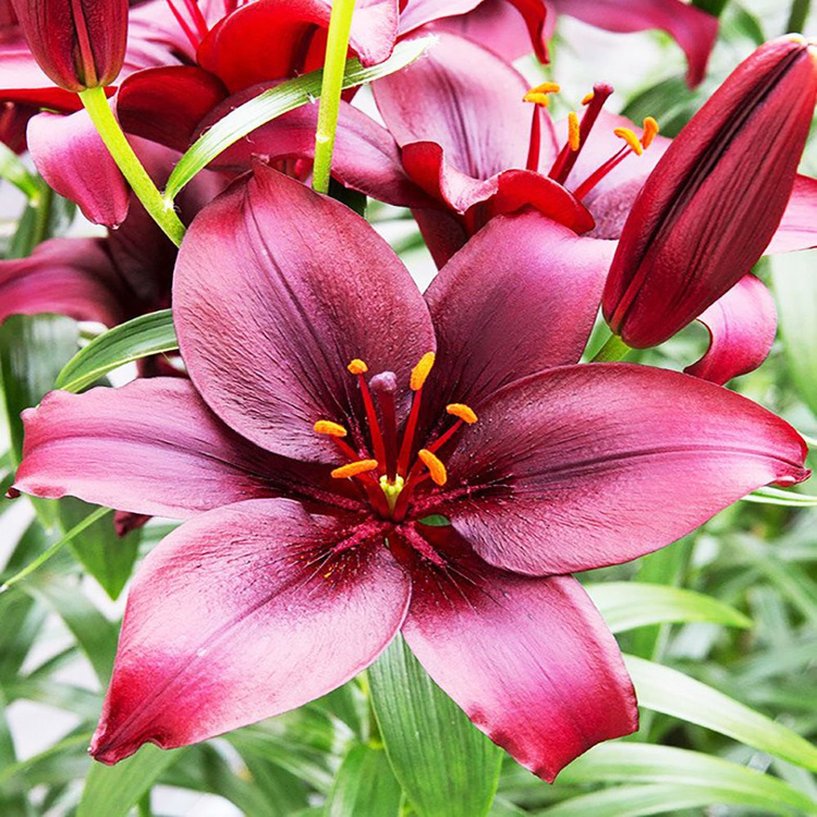 Lilia (Lilium) Mapira 1 szt. Cebule, kłącza i bulwy \ Lilia (Lilium