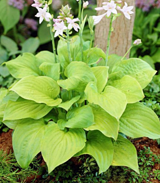 Hosta(Funkia) Fried Green Tomatoes 1 szt. DONICZKA Cebule, kłącza i
