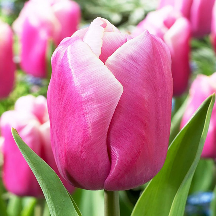 Tulipan (Tulipa) Holland beauty 5 szt. | SPRING FLOWER BULBS \ Tulipany ...