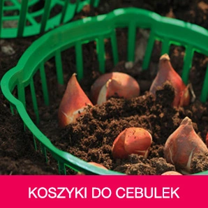 Koszyki do sadzenia cebulek