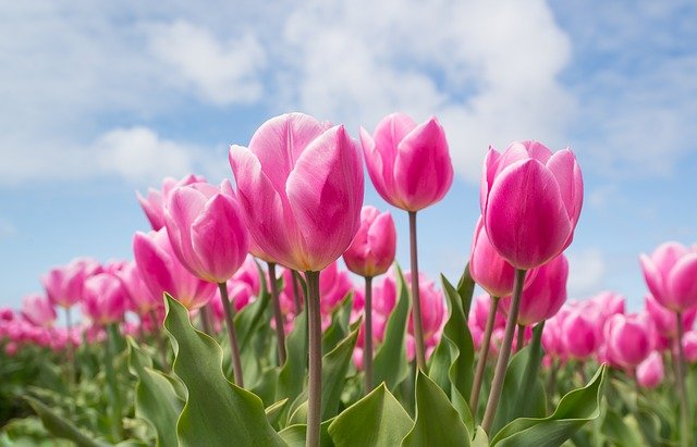 Kiedy sadzić tulipany?