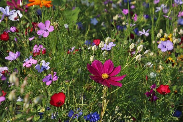 Kwiaty i rośliny cieniolubne do ogrodu - jakie wybrać?
