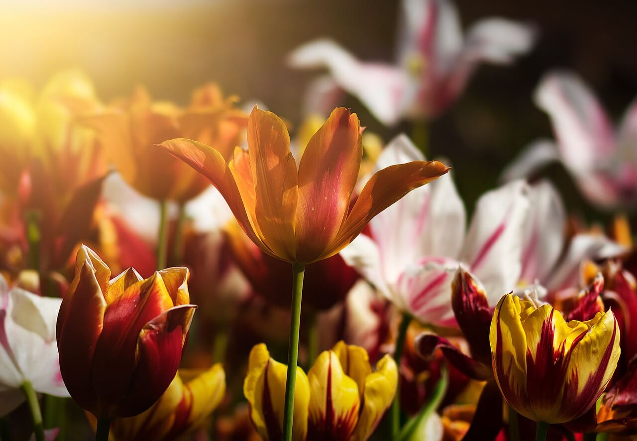 Tulipany - kiedy wykopujemy?