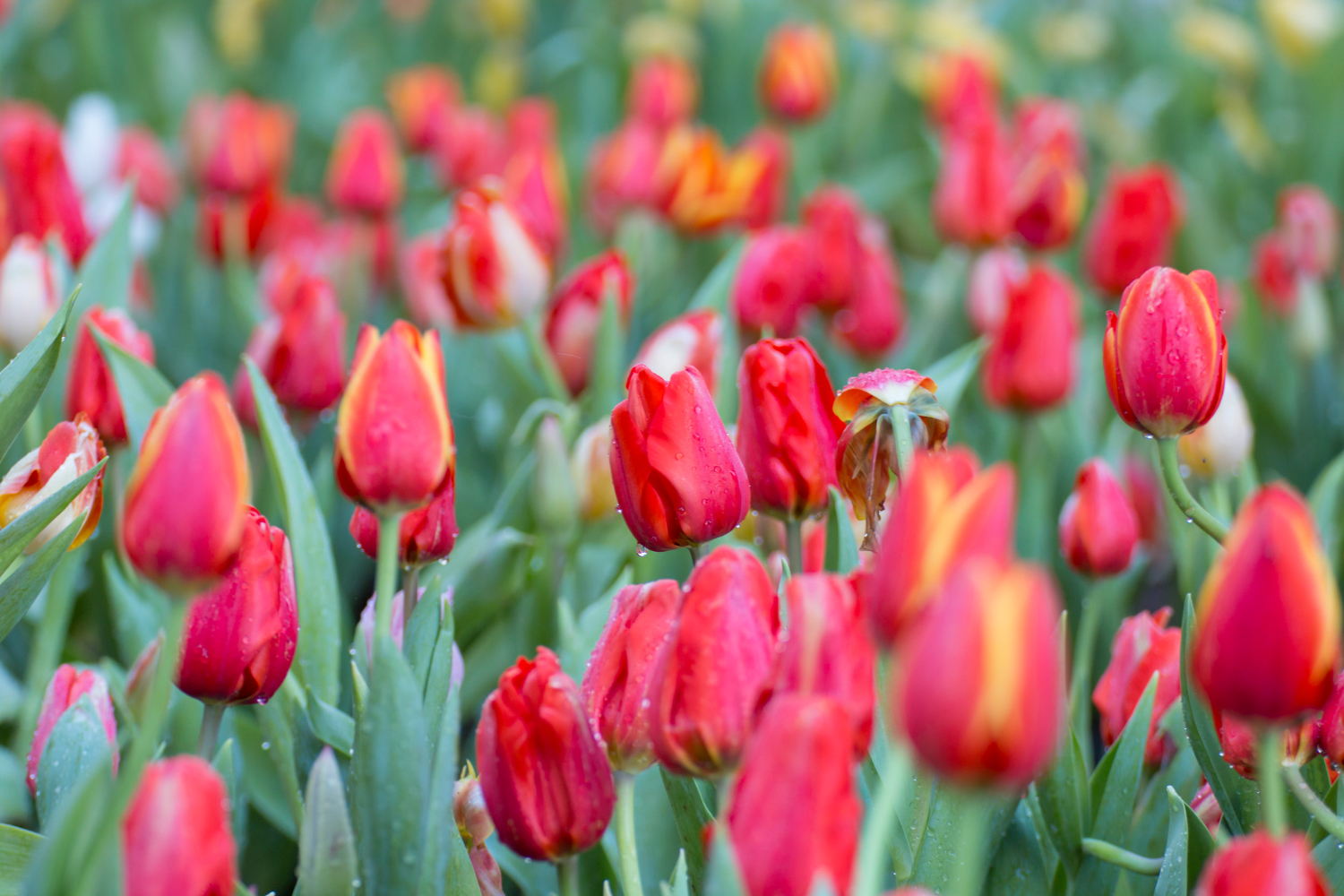 Na co najczęściej chorują tulipany?