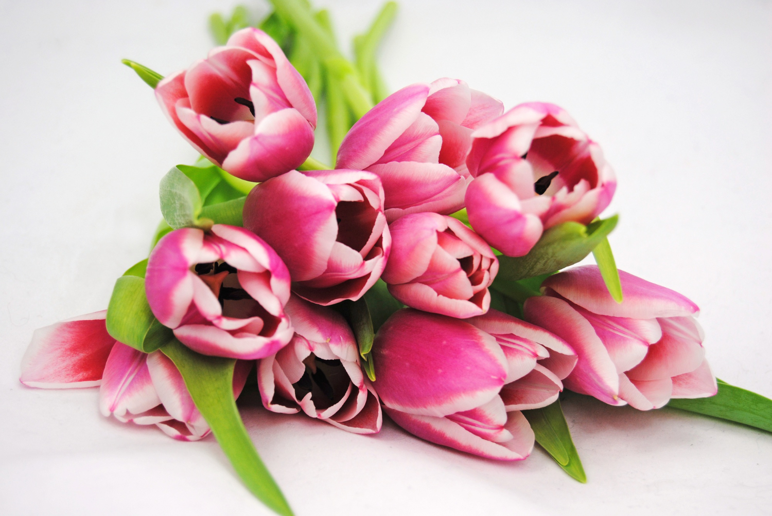 Kiedy obcinać tulipany po przekwitnięciu?