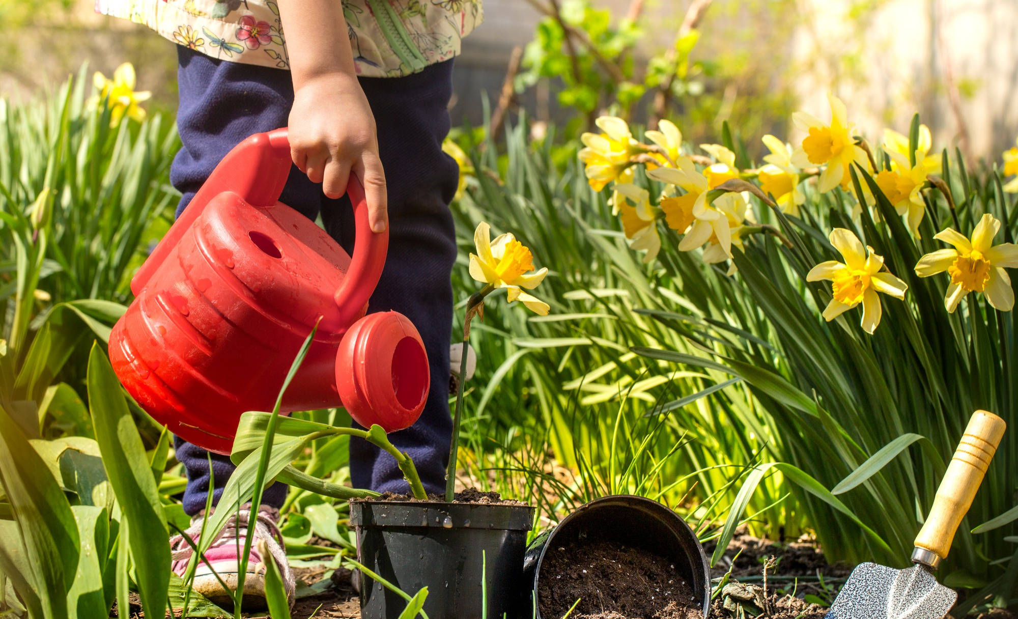 Jak dbać o kwiaty w ogrodzie w okresie letnim?