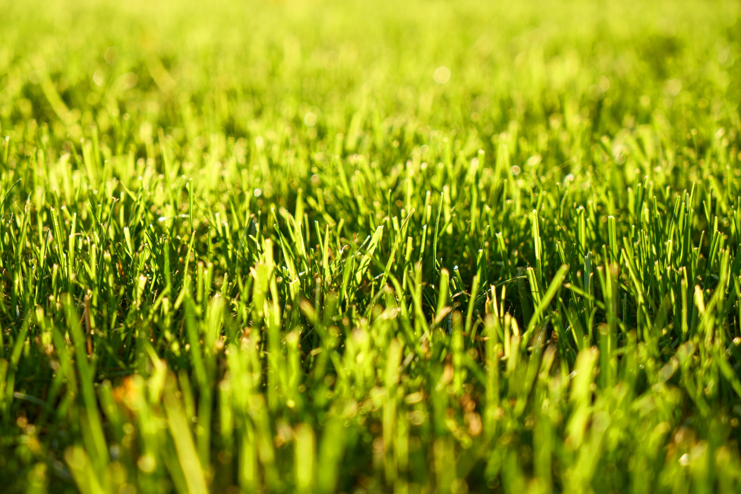 Jak pielęgnować trawy ozdobne?