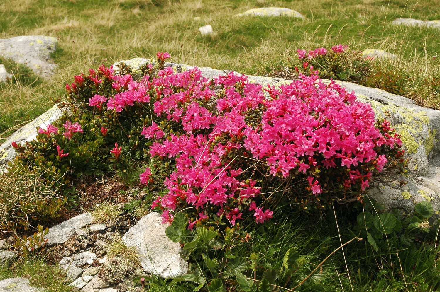 Co posadzić obok rododendronu w ogrodzie? Aranżacje ogrodowe