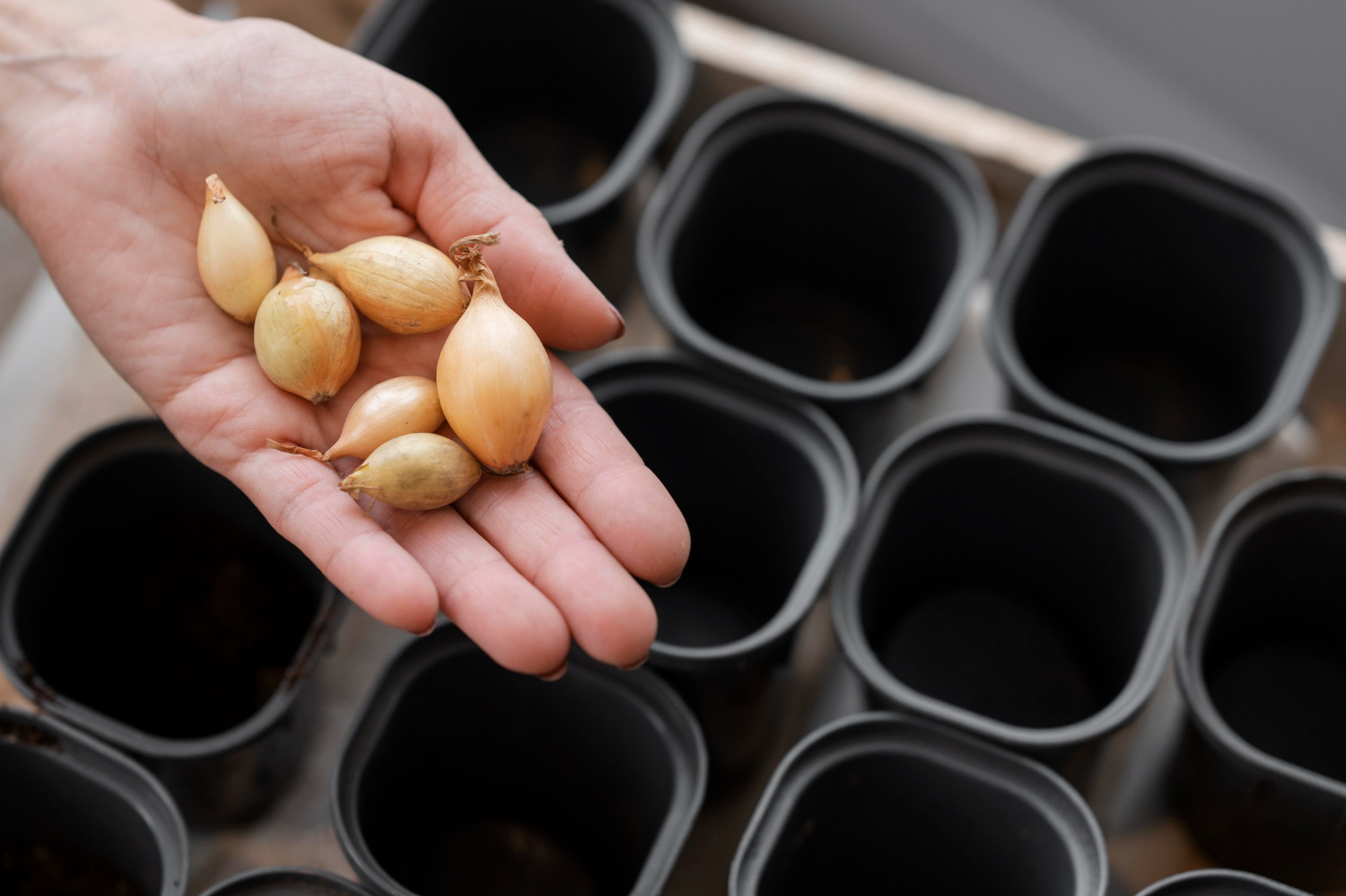 Jak ograniczyć plastik w sadzeniu cebulek? Ekologiczne alternatywy donic i opakowań
