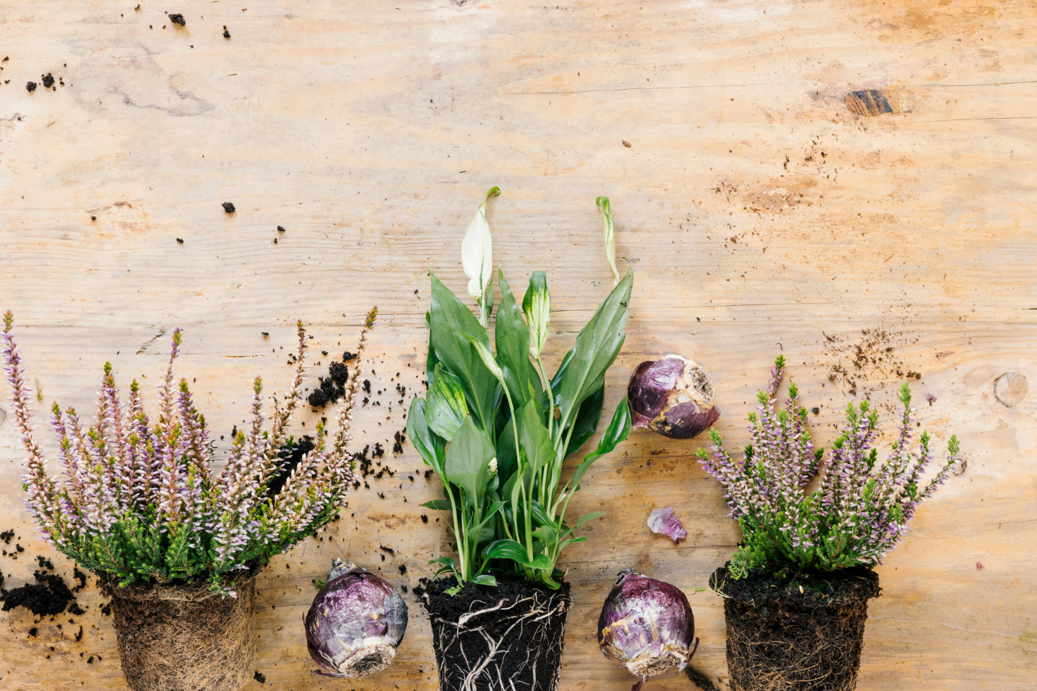 Cebulki, które odmładzają ogród. Jak odświeżyć stare rabaty?