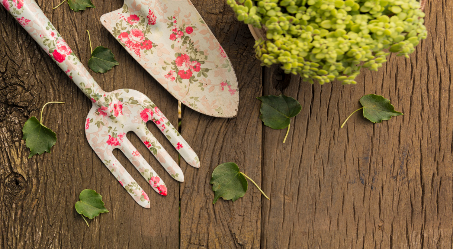 Cebulki kwiatowe w ogrodzie skalnym vs w tradycyjnej rabacie — różnice i wskazówki