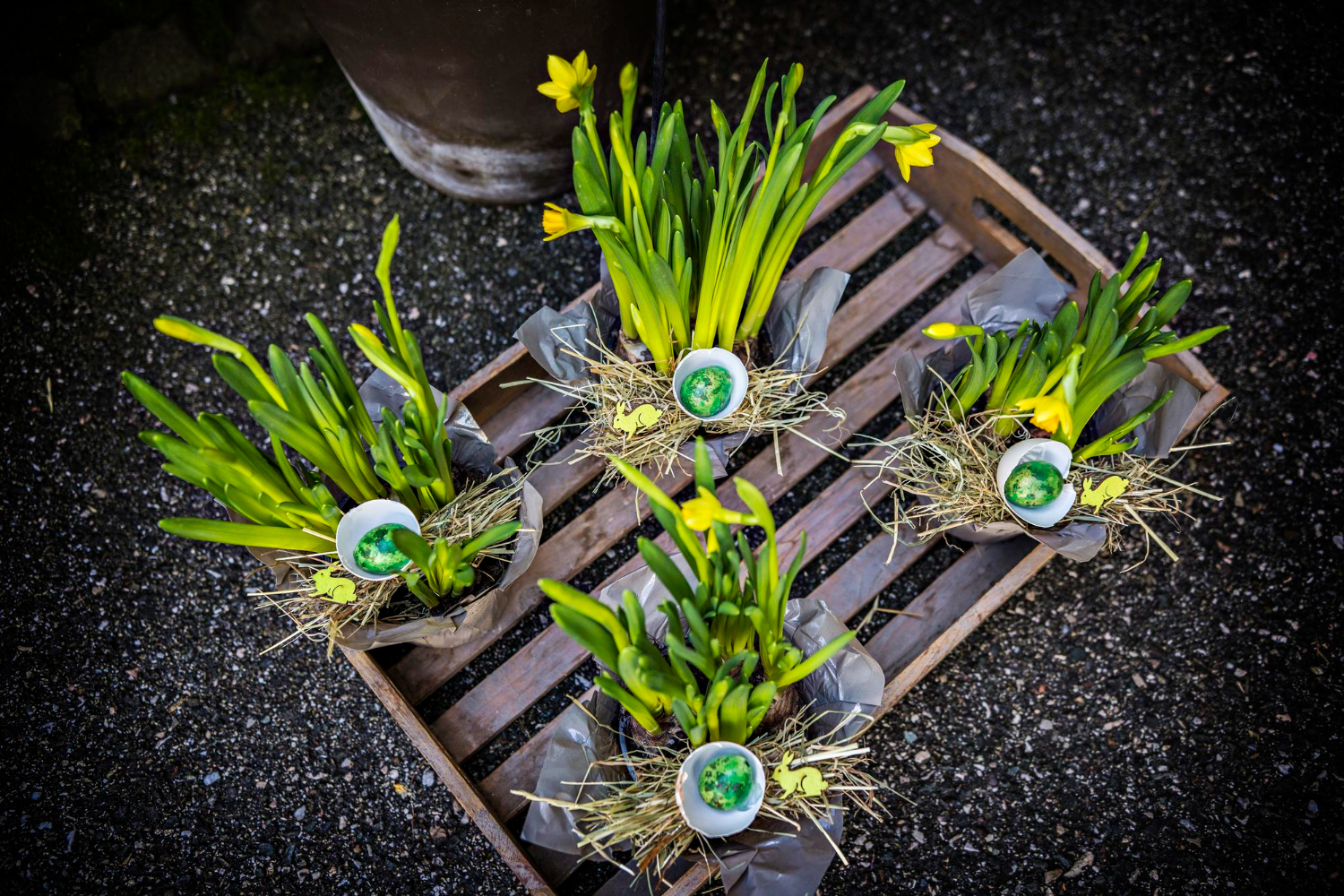 Jak łączyć cebulki kwiatowe z trawami ozdobnymi? Harmonia i kontrast w ogrodzie