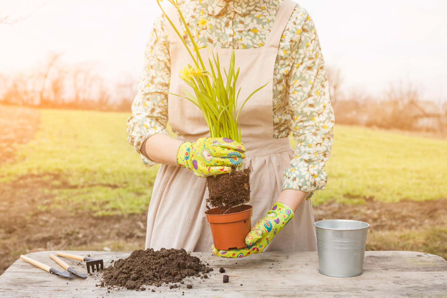 Jakie cebulki sadzić, by ogród pięknie wyglądał o zmierzchu?