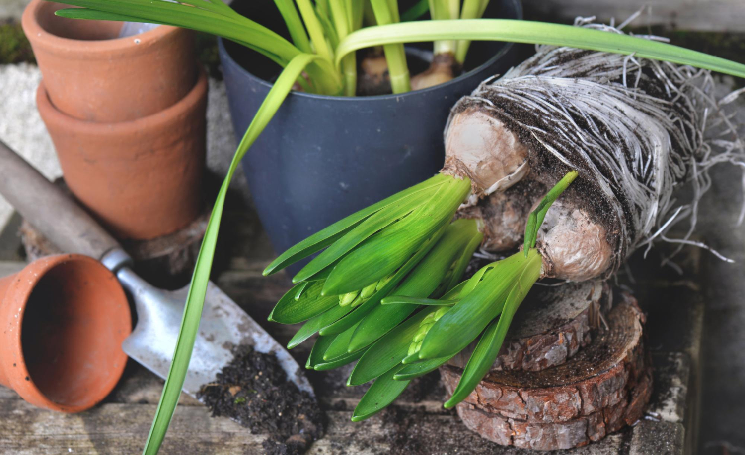 Co robić, jeśli cebulki wypuściły liście w pudełku?