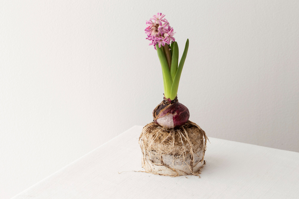 Dlaczego jedne cebule są droższe od innych? Za kulisami selekcji odmian