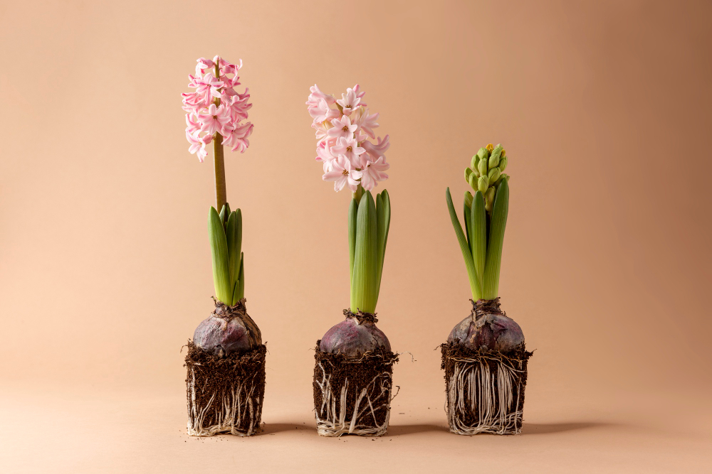 Jak powstaje kolor tulipana? Biologia barwników