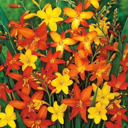 Crocosmia (Krokosmia) Sunglow 5 szt. | SPRING FLOWER BULBS \ OTHERS