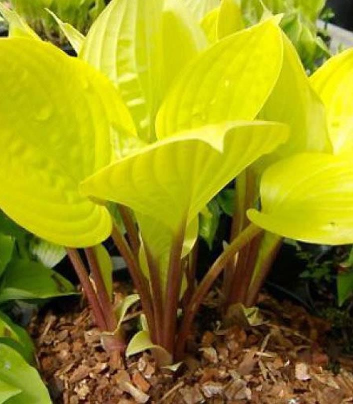 SPRING FLOWER BULBS \ Hosta \ medium (4060cm)