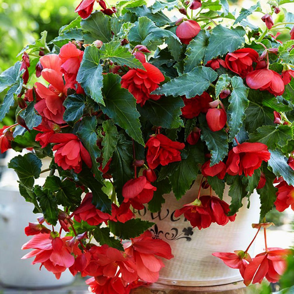 Begonia (Begonia) Illumination pink 1 szt. SPRING FLOWER BULBS \ Begonia