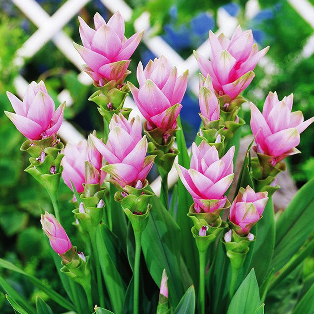 Curcuma (Ostryż) Alismatifolia 1 szt. | SPRING FLOWER BULBS \ OTHERS ...