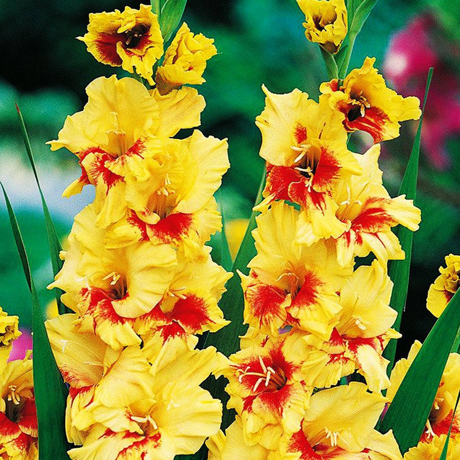 Gladiolus (Mieczyk) Jester 5 szt. SPRING FLOWER BULBS