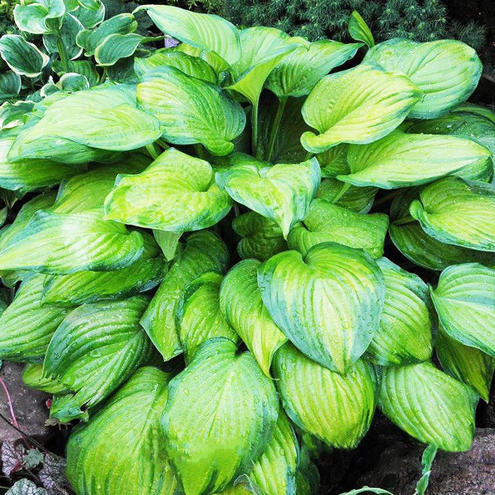 Hosta (Funkia) Guacamole 1 szt. SPRING FLOWER BULBS \ Hosta \ medium