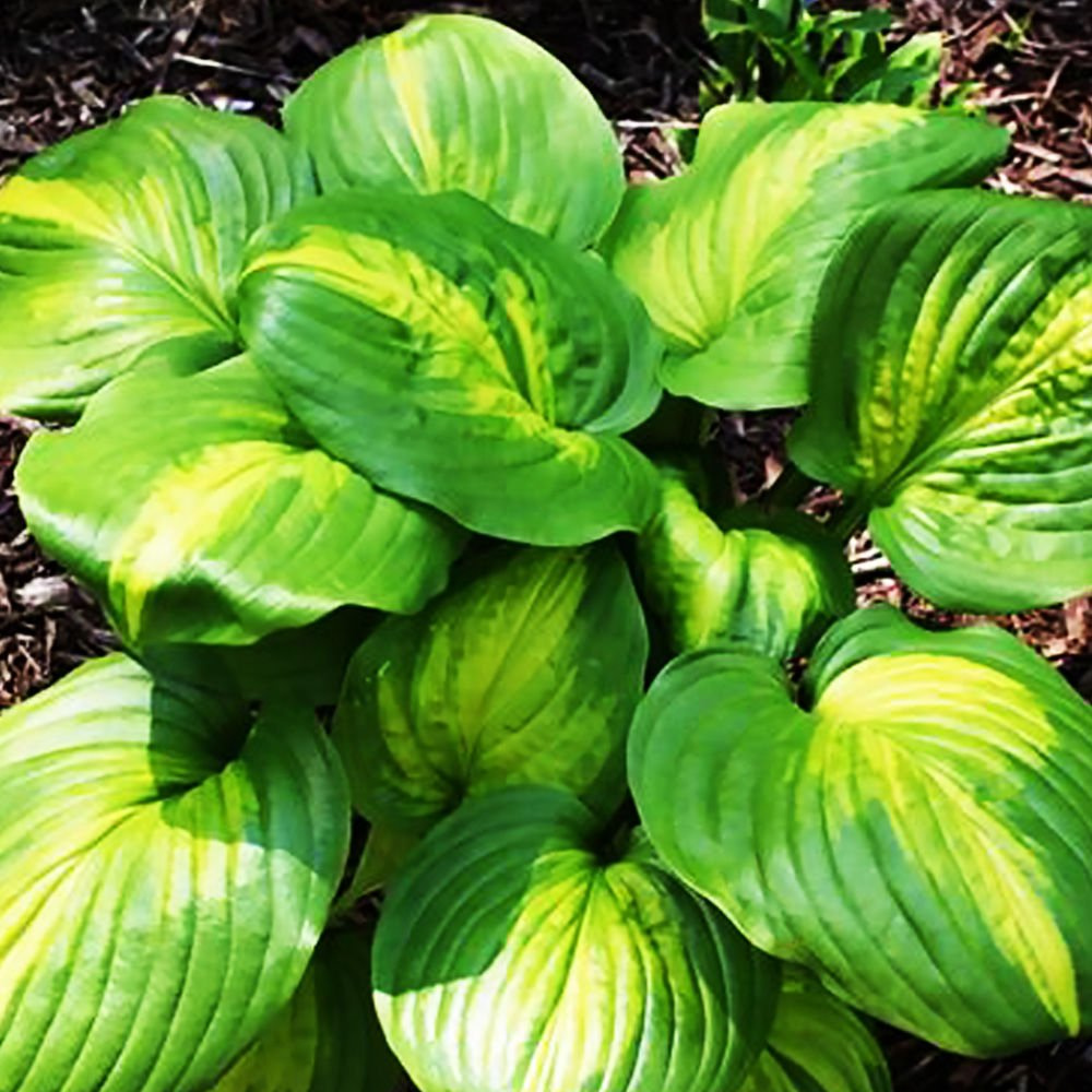Hosta (Funkia) Guacamole 1 szt. SPRING FLOWER BULBS \ Hosta \ medium