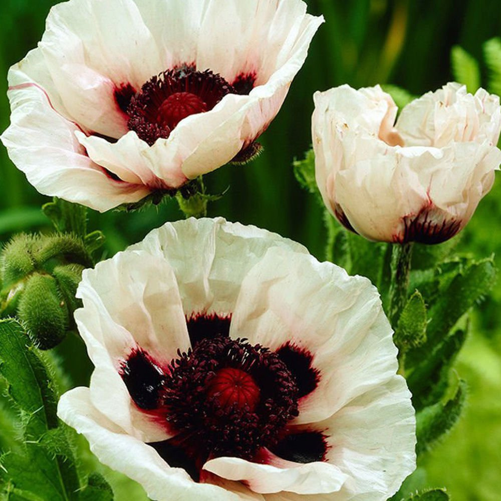 Mak (Papaver) Orientale Perry's White 1 szt. | SPRING FLOWER BULBS ...