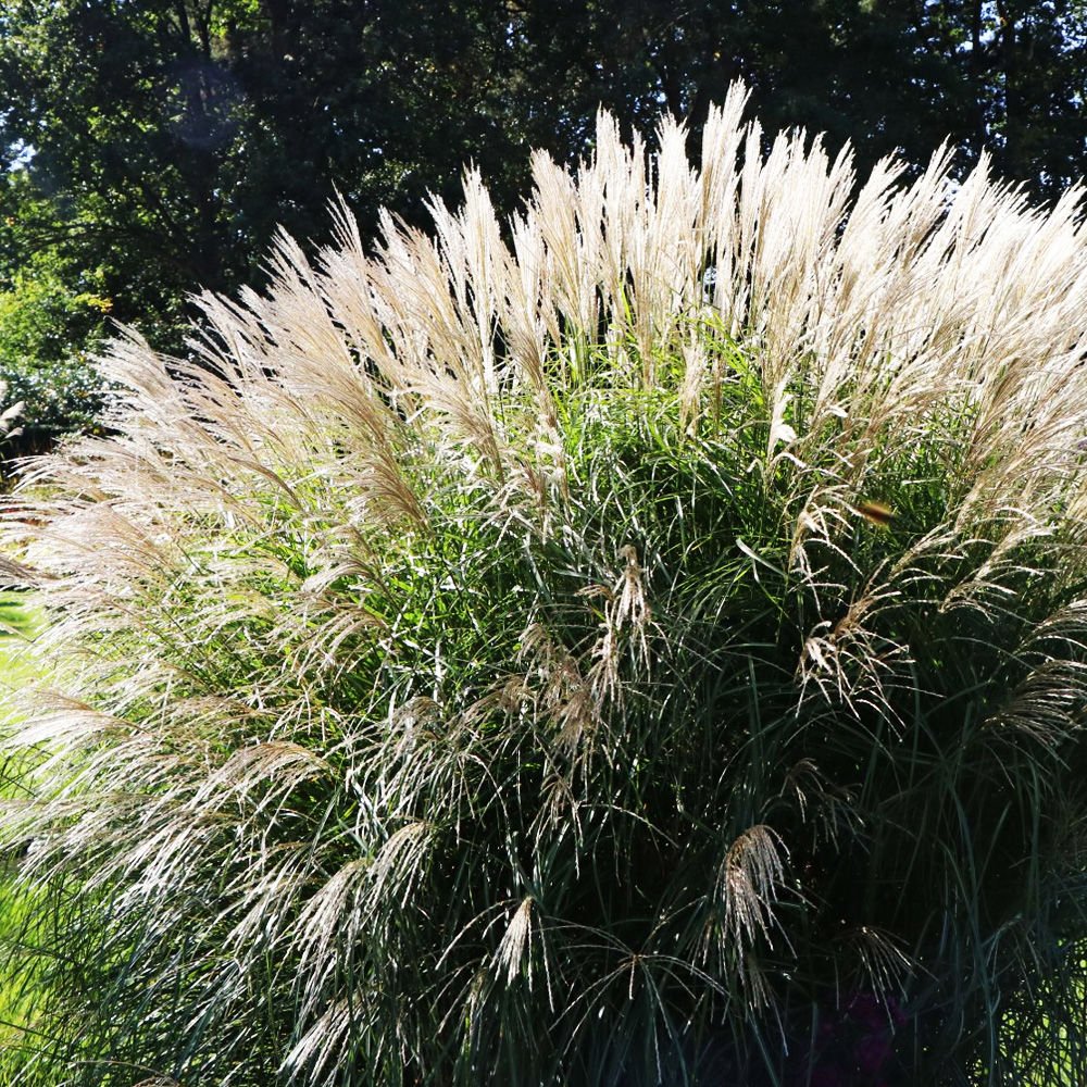 Miscanthus (Miskant) Gracillimus 1 szt. | SPRING FLOWER BULBS ...