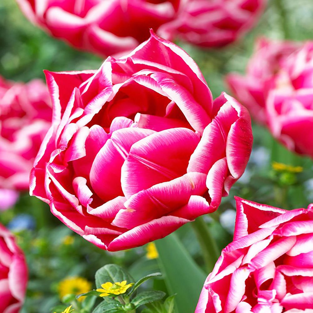 Tulipan (Tulipa) Columbus 5 szt. SPRING FLOWER BULBS \ Tulipany