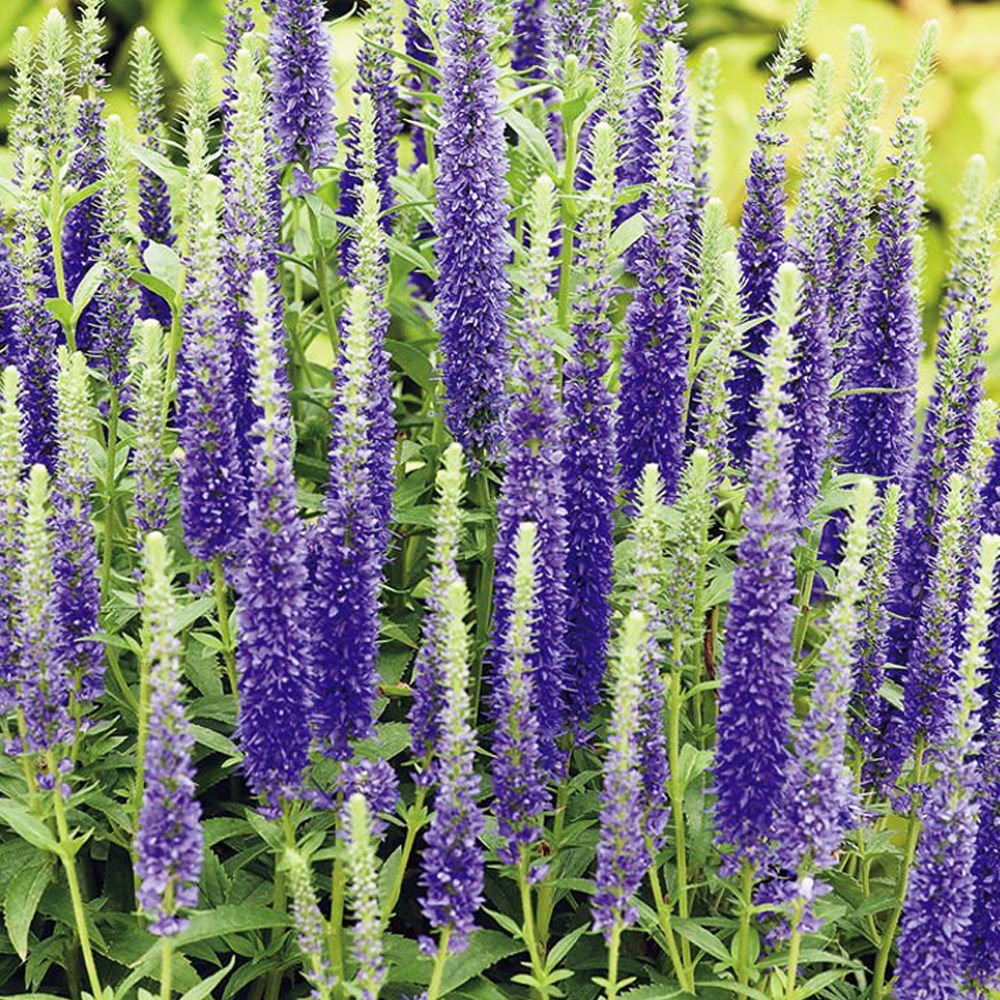 Veronica (Przetacznik ) Ulster Dwarf Blue ® 1 szt. SPRING FLOWER