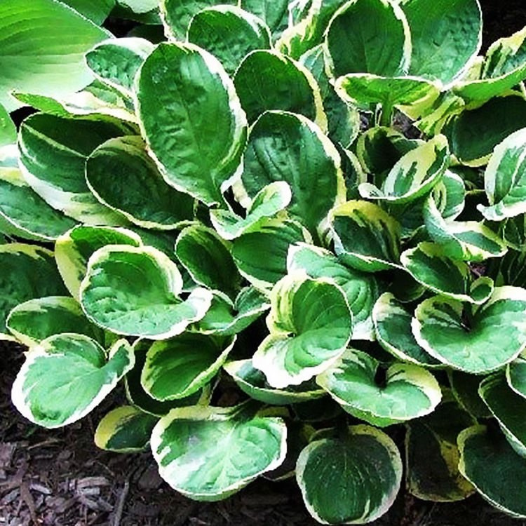 | SPRING FLOWER BULBS \ Hosta \ small (20-40cm) Koszyki do ...