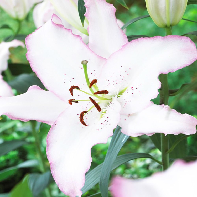 Lilia (Lilium) Brasilia 1 szt. | SPRING FLOWER BULBS \ Lilium \ Oriental