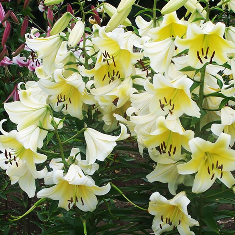 Lilium (Lilia) Conca d’ or’ 1 szt. | SPRING FLOWER BULBS \ Lilium