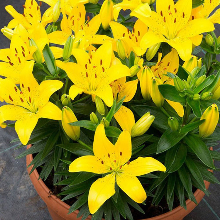 Lilium (Lilia) Golden Matrix 1 szt. SPRING FLOWER BULBS \ Lilium