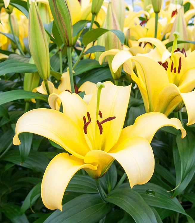 Lilium (Lilia) Yelloween 1 szt. | SPRING FLOWER BULBS \ Lilium \ Hybrid
