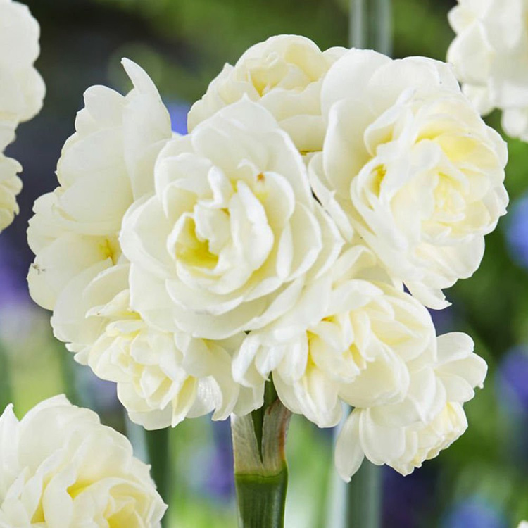 Narcyz (Narcissus) Erlicheer 5 szt. SPRING FLOWER BULBS \ Narcyz